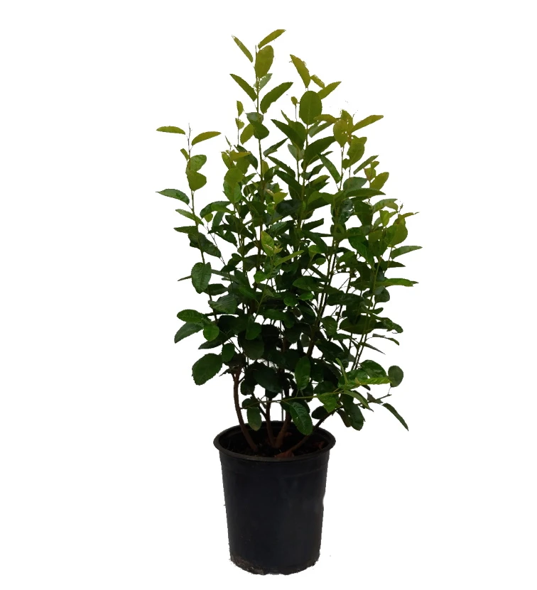 Säulen-Felsenbirne `Rainbow Pillar´® Amelanchier Canadensis `Rainbow Pillar´ 2 Säulen-Felsenbirne `Rainbow Pillar´® Amelanchier Canadensis `Rainbow Pillar´ – Bild 2