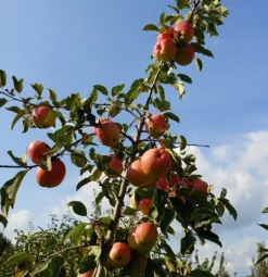 Rebella ® Malus Domestica -Obstbaumladen Rebella 1