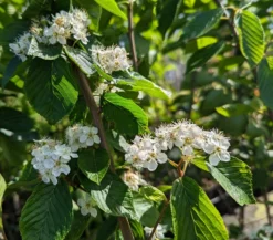Erlenblättrige Eberesche `Red Bird´ Sorbus Alnifolia `Red Bird´ -Obstbaumladen Red Bird 1
