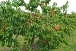 Pfirsich Red Haven Prunus Persica `Red Haven´ -Obstbaumladen Red HAven Baum
