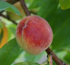 Pfirsich Red Haven Prunus Persica `Red Haven´ -Obstbaumladen Red Haven
