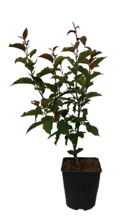 Säulenzierapfel "Red Obelisk" Malus `Red Obelisk´ 13 Säulenzierapfel "Red Obelisk" Malus `Red Obelisk´ -Obstbaumladen Red Obelisk12