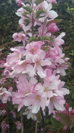 Säulenzierapfel "Red Obelisk" Malus `Red Obelisk´ 12 Säulenzierapfel "Red Obelisk" Malus `Red Obelisk´ -Obstbaumladen Red Obelisk5728ab6c725bc scaled