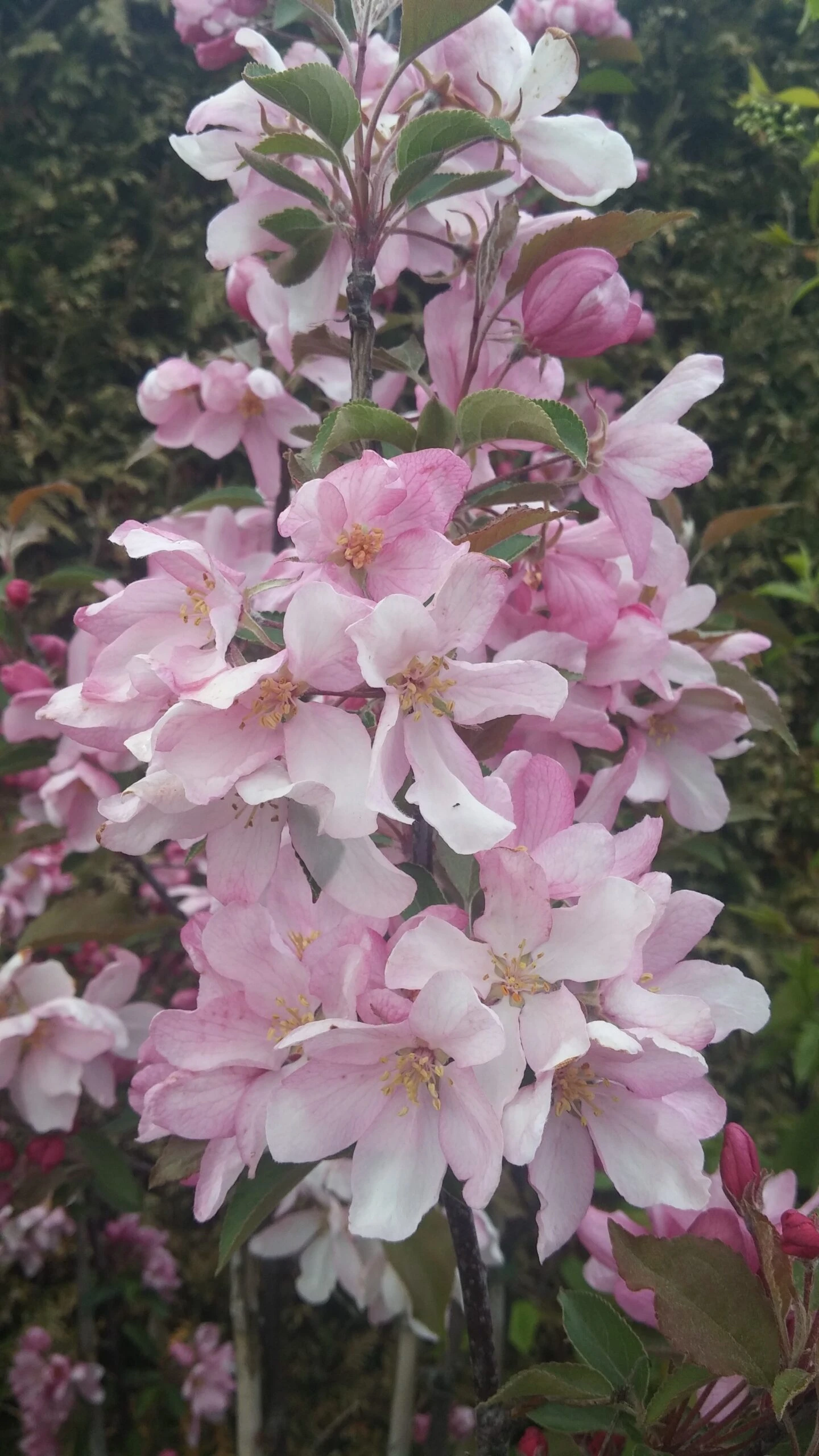 Säulenzierapfel "Red Obelisk" Malus `Red Obelisk´ 6 Säulenzierapfel "Red Obelisk" Malus `Red Obelisk´ – Bild 6