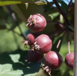 Säulenzierapfel "Red Obelisk" Malus `Red Obelisk´ 9 Säulenzierapfel "Red Obelisk" Malus `Red Obelisk´ -Obstbaumladen Red Obelisk5b3b7e7a79821