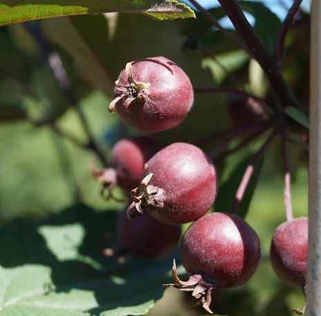 Säulenzierapfel "Red Obelisk" Malus `Red Obelisk´ 3 Säulenzierapfel "Red Obelisk" Malus `Red Obelisk´ – Bild 3
