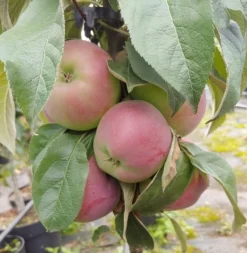 Säulenapfel `Red River´ Malus Domestica `Red River´ -Obstbaumladen Red River