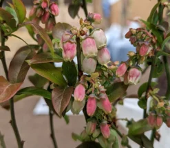 Heidelbeere - Reka Vaccinum Corymbosum `Reka´ -Obstbaumladen Reka Bl te