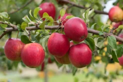 Rewena ® Malus Domestica -Obstbaumladen Rewena 2