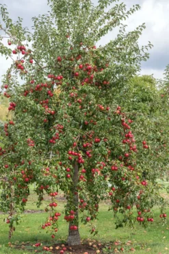 Rewena ® Malus Domestica -Obstbaumladen Rewena