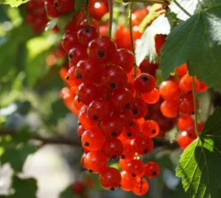Rolan Ribes Rubrum `Rolan´ -Obstbaumladen Rolan Rote Johannisbeere