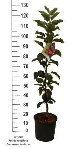 Säulenapfel `Rondo´ Malus Domestica `Rondo´ -Obstbaumladen Rondo einj hrig weiss