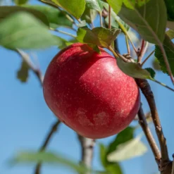 Rosette® Malus Domestica 11 Rosette® Malus Domestica -Obstbaumladen Rosette 2