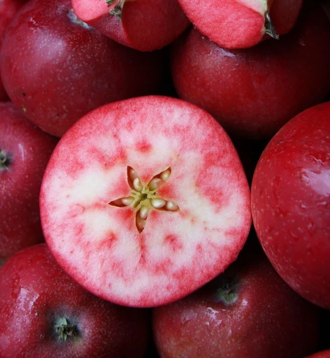 Rosette® Malus Domestica 2 Rosette® Malus Domestica – Bild 2