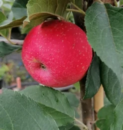 Rosette® Malus Domestica 9 Rosette® Malus Domestica -Obstbaumladen Rosette2