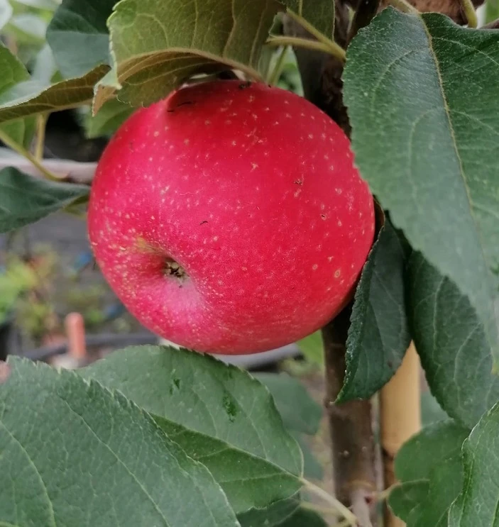 Rosette® Malus Domestica 4 Rosette® Malus Domestica – Bild 4
