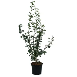 Rotdorn `Pauls Scarlet´ Crataegus Laevigata `Pauls Scarlet´ -Obstbaumladen Rotdorn Pauls Scarlet