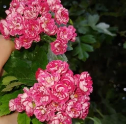 Rotdorn `Pauls Scarlet´ Crataegus Laevigata `Pauls Scarlet´ -Obstbaumladen Rotdorn bl te