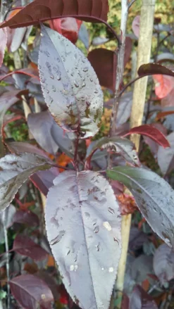 Zierapfel Royalty Malus `Royalty´ -Obstbaumladen Royalty scaled