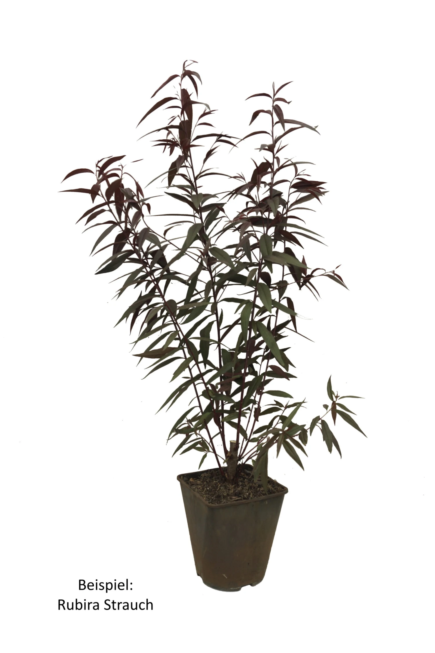 Blutpfirsich `Rubira´, Rotlaubig Prunus Persica `Rubira´ 2 Blutpfirsich `Rubira´, Rotlaubig Prunus Persica `Rubira´ – Bild 2