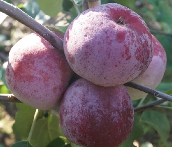 Russinka Malus Domestica `Russinka´ 1 Russinka Malus Domestica `Russinka´
