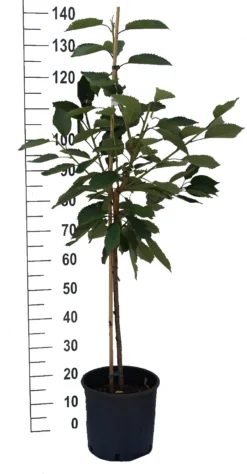 Schneiders Späte Knorpelkirsche Prunus Avium `Schneider´s Späte Knorpelkirsche´ -Obstbaumladen S sskirsche Beispiel BuschbaumSspZcIS08ZKVN