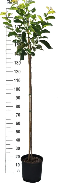 Hedelfinger Riesenkirsche Prunus Avium `Hedelfinger Riesenkirsche´ -Obstbaumladen S sskirsche Beispiel HalbstammNNXIGBEBNFkxs