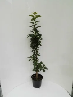 Säulensauerkirsche `Jachim´ Prunus Cerasus `Jachim´ -Obstbaumladen S ulensauerkirsche