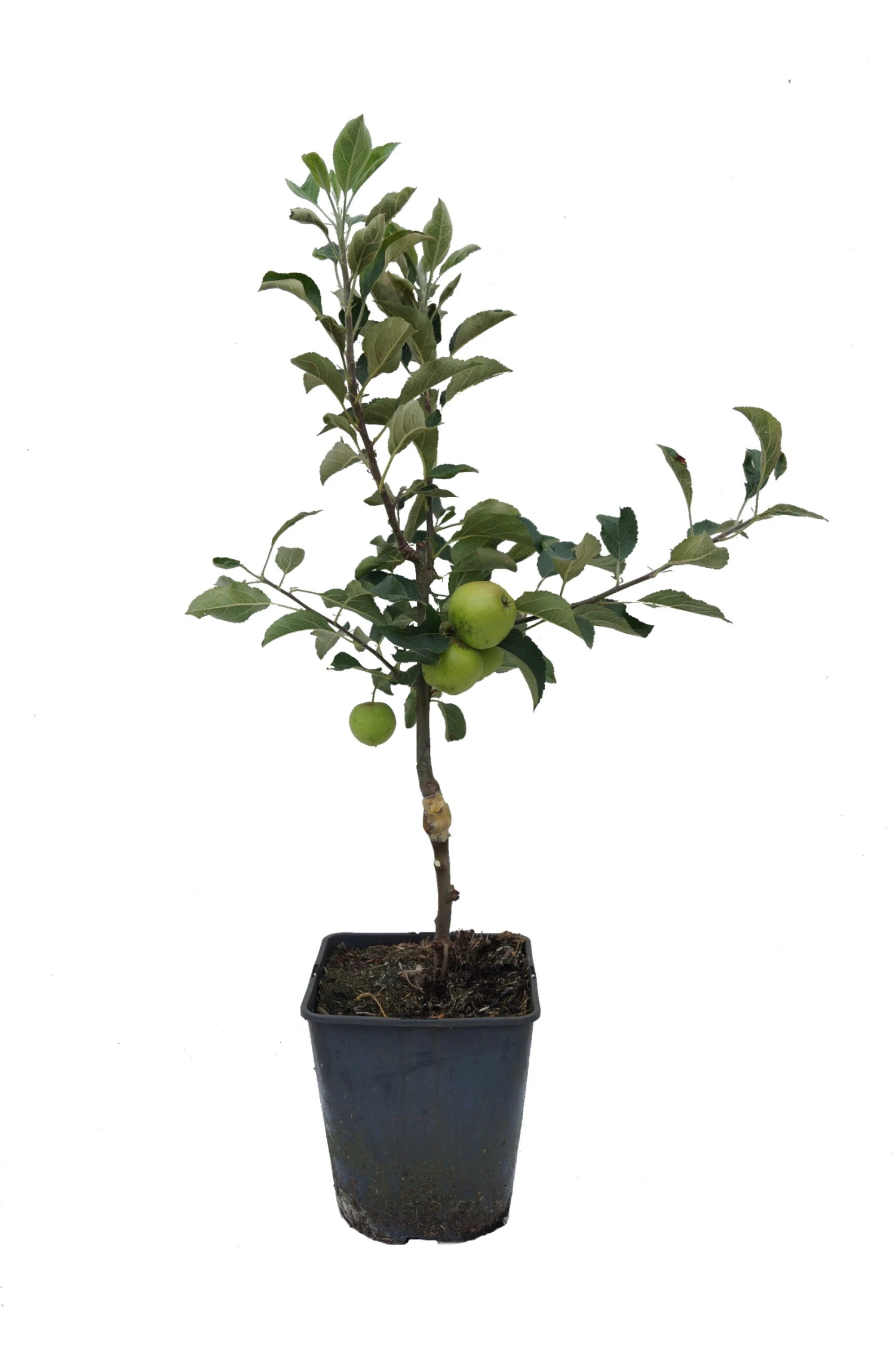 Zwergapfel Maloni® `Sally´® Malus Domestica `Sally´ 2 Zwergapfel Maloni® `Sally´® Malus Domestica `Sally´ – Bild 2