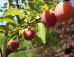 Santa Rosa Japanische Pflaume Prunus Salicina `Santa Rosa´ 7 Santa Rosa Japanische Pflaume Prunus Salicina `Santa Rosa´ -Obstbaumladen Santa Rosa Frucht im Juli