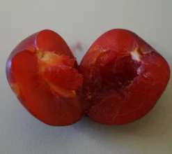 Santa Rosa Japanische Pflaume Prunus Salicina `Santa Rosa´ 9 Santa Rosa Japanische Pflaume Prunus Salicina `Santa Rosa´ -Obstbaumladen Santa rosa fruchtfleisch