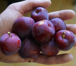 Santa Rosa Japanische Pflaume Prunus Salicina `Santa Rosa´ 8 Santa Rosa Japanische Pflaume Prunus Salicina `Santa Rosa´ -Obstbaumladen Santa rosa45