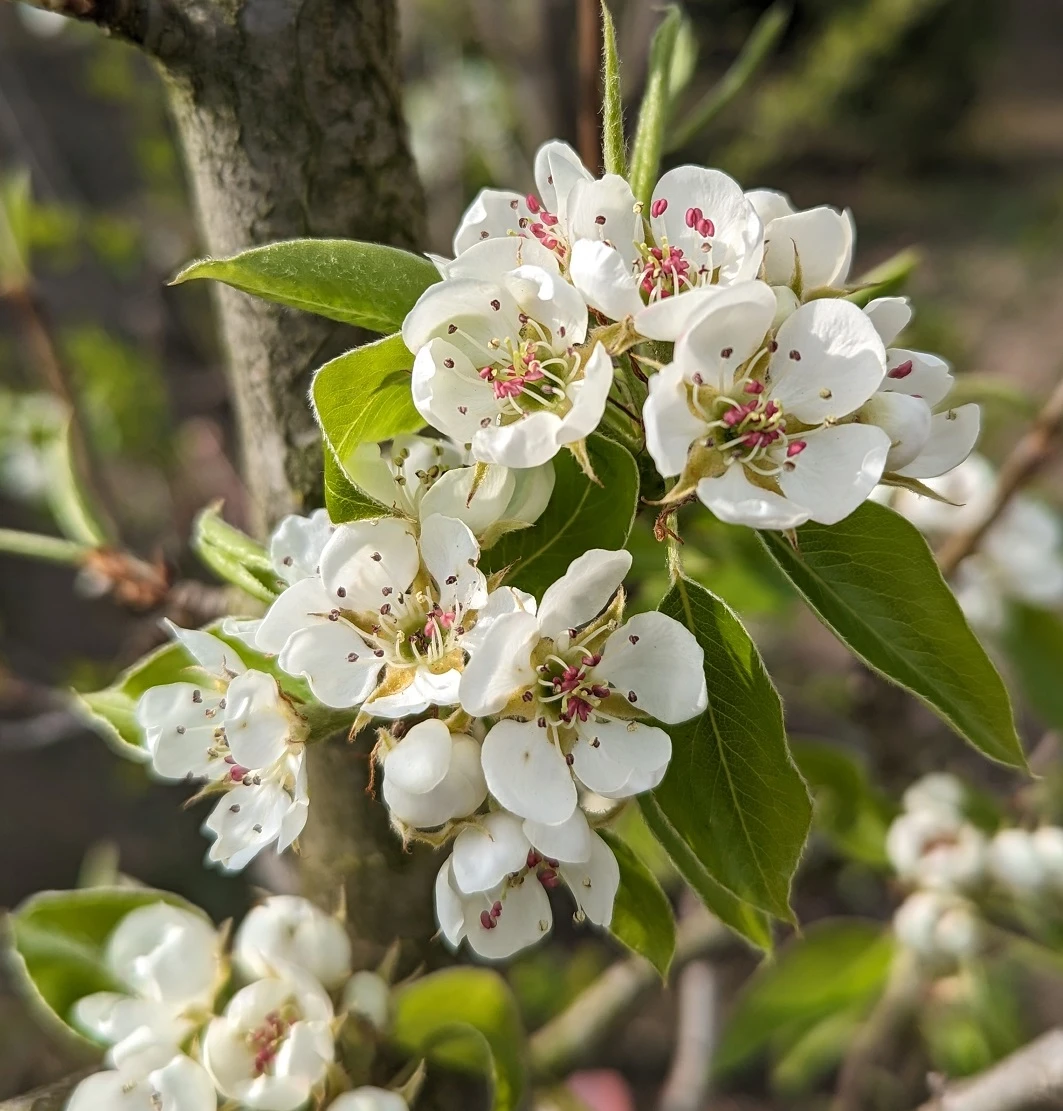 Säulenbirne `Saphira´ 150-175cm (zweijährig) Pyrus Communis `Saphira´ 2 Säulenbirne `Saphira´ 150-175cm (zweijährig) Pyrus Communis `Saphira´ – Bild 2