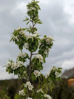 Säulenbirne `Saphira´ 150-175cm (zweijährig) Pyrus Communis `Saphira´ 5 Säulenbirne `Saphira´ 150-175cm (zweijährig) Pyrus Communis `Saphira´ -Obstbaumladen Saphira Bl te2