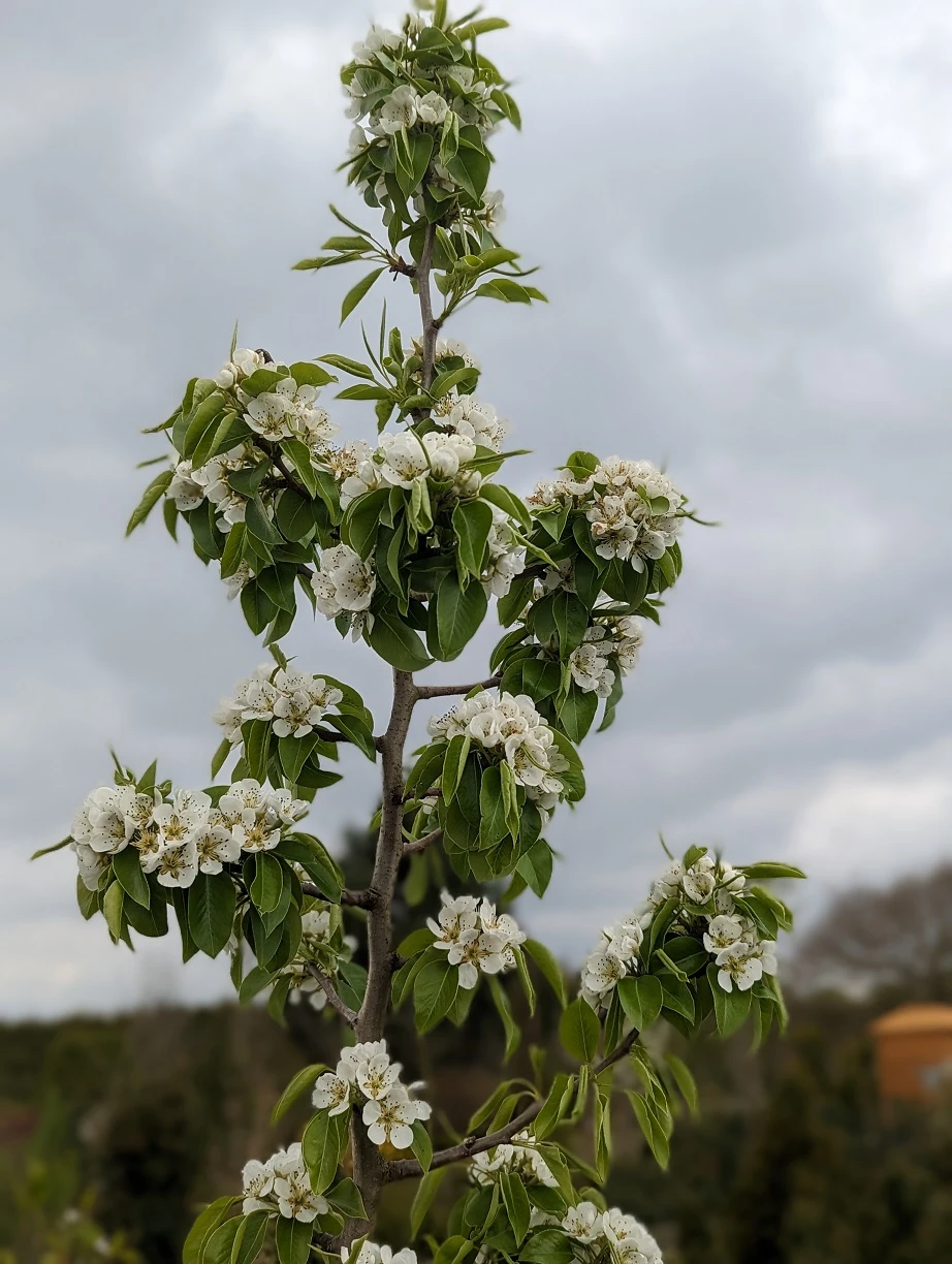 Säulenbirne `Saphira´ 150-175cm (zweijährig) Pyrus Communis `Saphira´ 3 Säulenbirne `Saphira´ 150-175cm (zweijährig) Pyrus Communis `Saphira´ – Bild 3