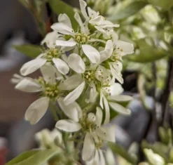 Obstbaumladen 15 Obstbaumladen -Obstbaumladen Saskatoon BerryNOyShINkSeAar