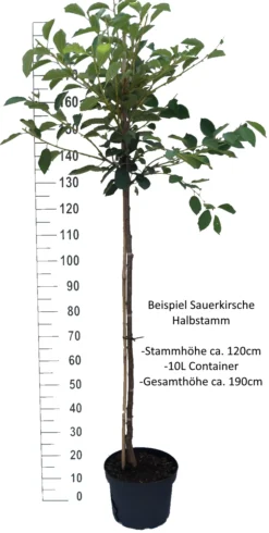 Achat Ⓢ Prunus Cerasus `Achat´ -Obstbaumladen Sauerkirsche Beispiel HalbstammSphsrgK2BLwq4