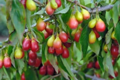 Obstbaumladen 9 Obstbaumladen -Obstbaumladen Sch nbrunner Gourmet Dirndl