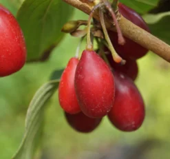 Großfrüchtige Kornelkirsche `Schönbrunner Gourmet Dirndl´ Cornus Mas `Schönbrunner Gourmetdirndl´ -Obstbaumladen Sch nbrunner2