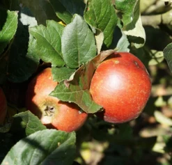 Schöner Aus Nordhausen Malus Domestica `Schöner Aus Nordhausen´