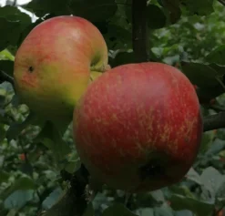 Schöner Aus Nordhausen Malus Domestica `Schöner Aus Nordhausen´ -Obstbaumladen Sch ner aus NordhausenbKJINAoRTLyjv