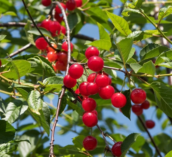 Schattenmorelle Prunus Cerasus `Schattenmorelle´ 1 Schattenmorelle Prunus Cerasus `Schattenmorelle´