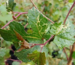 Porzellanbeere / Scheinrebe `Elegans´ Ampelopsis Brevipedunculata `Elegans´ -Obstbaumladen Scheinrebe Amelopsis