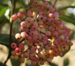 Amerikanischer Schneeball `Brandywine´ Viburnum Nudum `Brandywine´ -Obstbaumladen Schneeball Brandywine