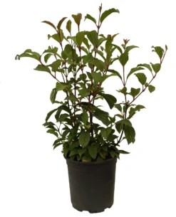 Duftender Winterschneeball `Dawn´ Viburnum Bodnantense `Dawn´ -Obstbaumladen Schneeball Dawn weiss