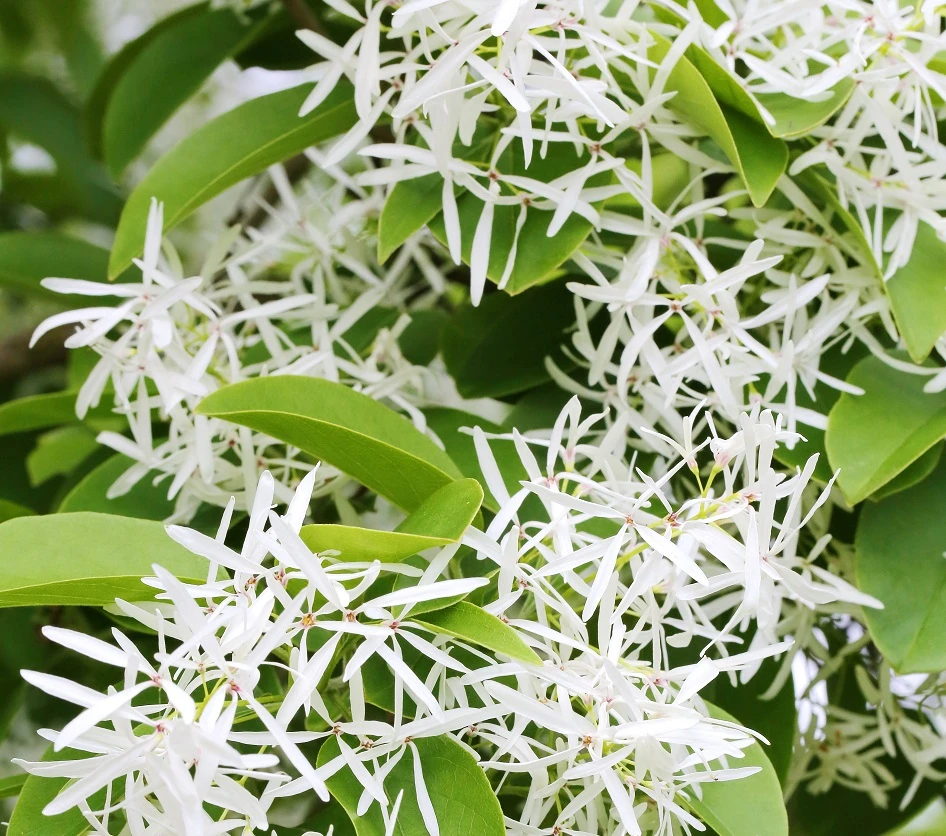 Schneeflockenstrauch Chionanthus Retusus 1 Schneeflockenstrauch Chionanthus Retusus