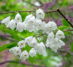 Schneeglöckchenbaum Halesia Carolina