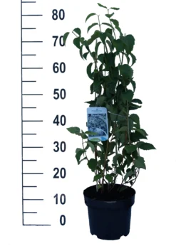 Bauern-Jasmin `Schneesturm´ Philadelphus Coronarius `Schneesturm´ -Obstbaumladen Schneesturm