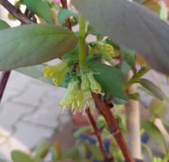 Sibirische Blaubeere / Honigbeere `Wojtek´ Lonicera Kamtschatica `Wojtek´ -Obstbaumladen Sibirische Blaubeere bl te2