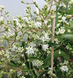 Sieben-Söhne-des-Himmels-Strauch Heptacodium Miconioides -Obstbaumladen Sieben S hne